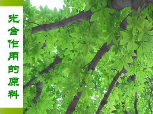 河北少兒版八年級(jí)生物上冊(cè)第三章第二節(jié)《光合作用的原料》課件解析（共27張PPT）