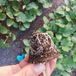 京冀攜手，科技興農(nóng) 北京農(nóng)學(xué)院科技成果轉(zhuǎn)化承德市試驗(yàn)示范基地項(xiàng)目在河北生物領(lǐng)域的新探索